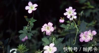 本草纲目|一味不被重视的中药,祛风湿,通经络,李时珍说“浸酒,大有效”