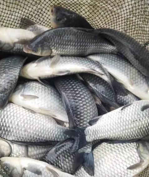 冬瓜|这鱼比牛羊肉还滋补,5块钱一斤无人买,清热祛湿,用来炖汤最好