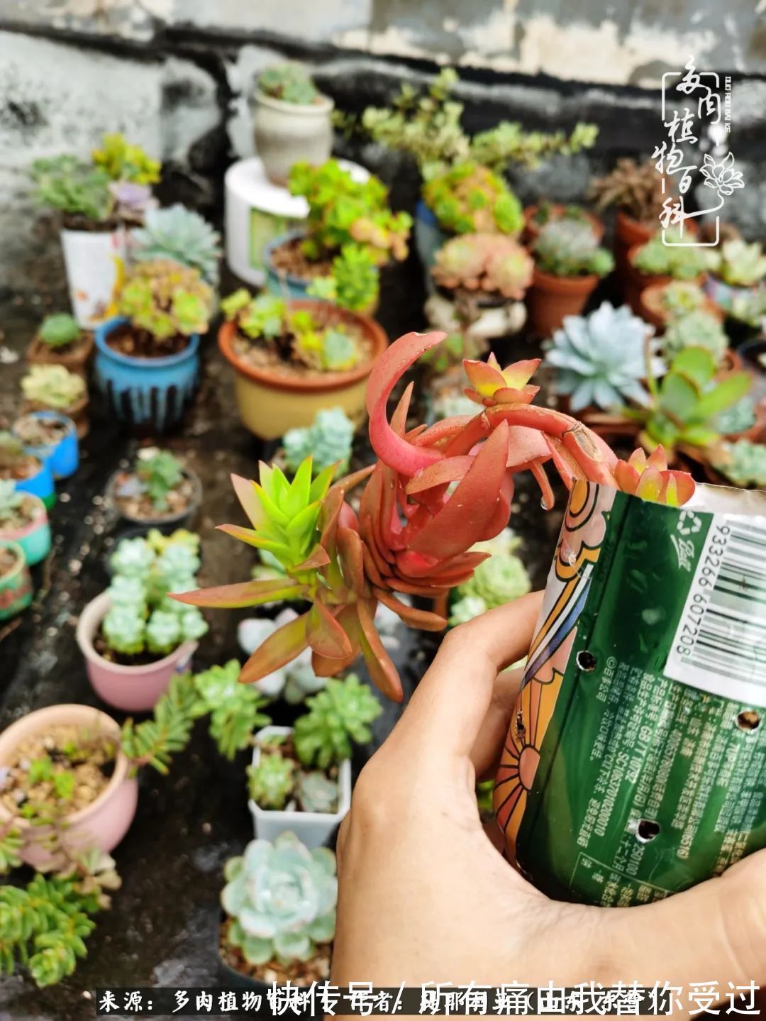 人如多肉,经阳光雨露历练后,亦会越挫越勇!