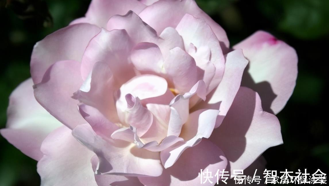 20款紫色月季品种。浓香、抗病非常好养，天然紫色唯美盛开