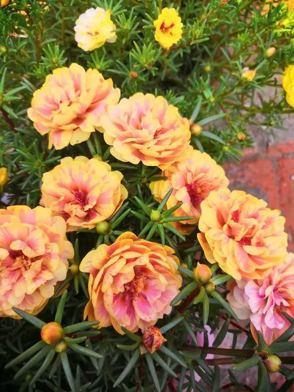 太阳花|5种花快扦插,生根超快,1周长出大白根,新手也能插得活