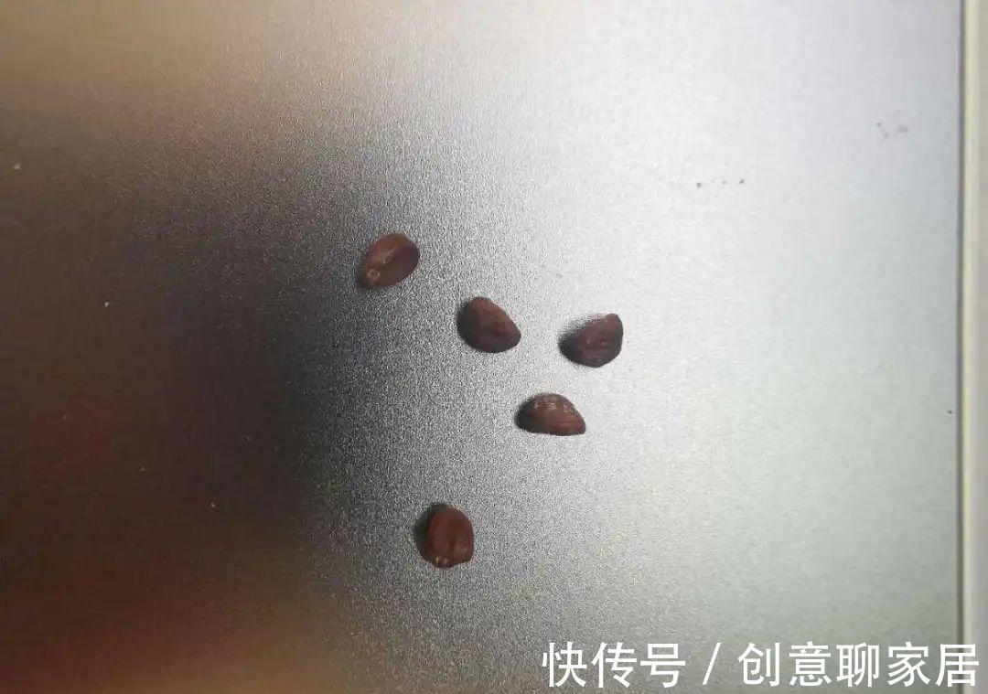 凤仙花|10种花开完不要剪，等20天之后，1盆变多盆