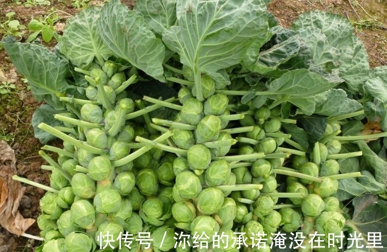 卷心菜|日本田间发现隐秘“小叶球”,能抗癌防老,价格不菲,市面上罕见