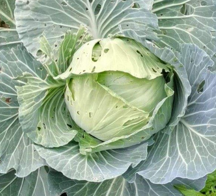 鸡毛菜|常见水果上市的季节,多吃应季蔬果,对身体有好处