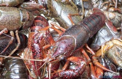 功夫|小龙虾有多脏把它放进95度酒精里,一会功夫便恶心够了