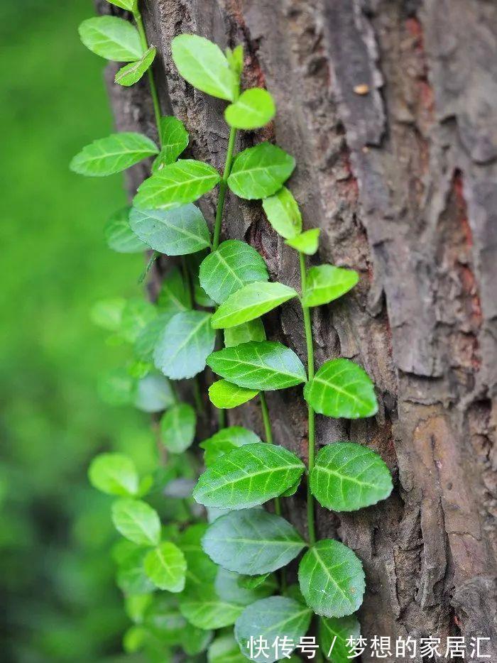 芳藤|扶芳藤的根系发达，搞不定附石式或附木式盆景，可以拿它练手！
