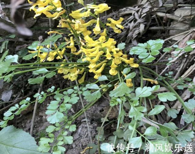 悬崖边的1种“草”,闻着虽然“臭”,1斤却卖“60元”,价值高!