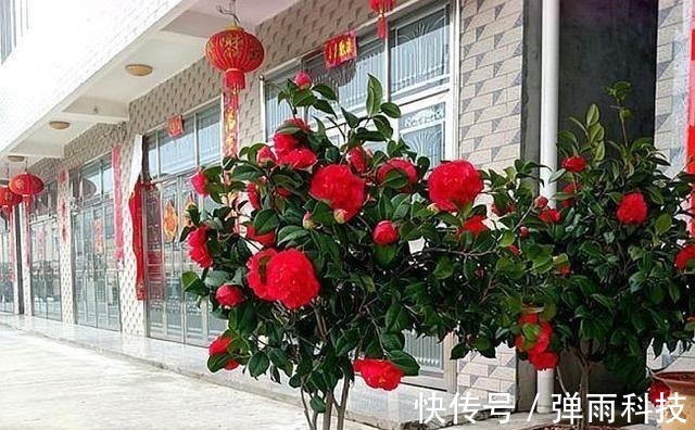 放弃月季吧!此花零下20度冻不死,花大如“脸盆”,盆栽地栽皆可!