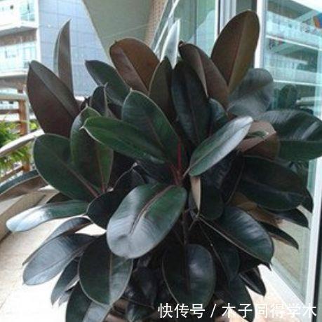 此款花卉,好养易爆盆,养人又旺财,富贵吉祥,变成有钱人!