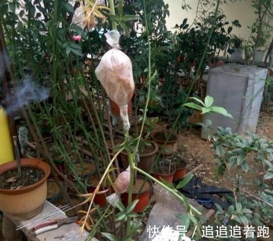 还在养吊兰3种花剪根枝,插土里就能活,半年成花墙,太惊艳了