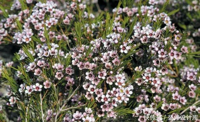 花卉|今年流行的一款“花卉”,比腊梅好养,而且四季能开花!