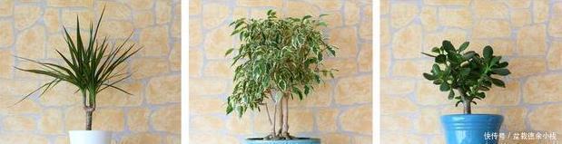 太多人不知道，在家里放上这几款植物，既能驱蚊还能吸甲醛