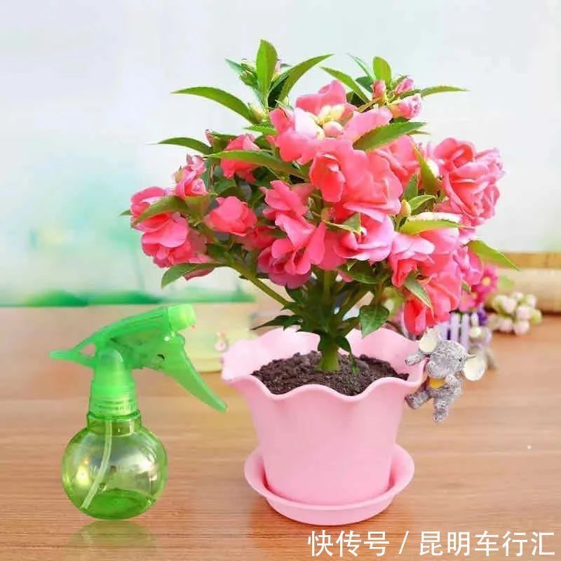 观赏价值|老中医最喜欢的五种花,家里养一盆,越养身体越健康,你家养了吗