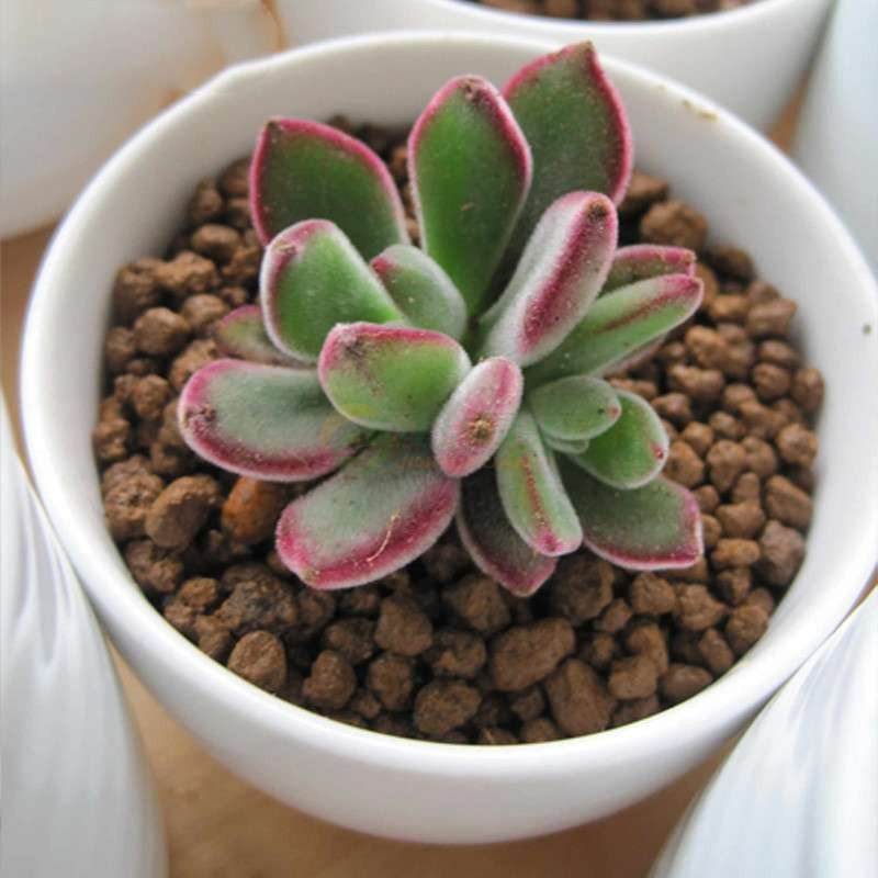 多肉植物长不大就是因为这3点原因,以后可一定要注意喽!