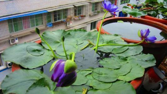 在家里怎么养睡莲一个破盆就够了,开花比头还大!