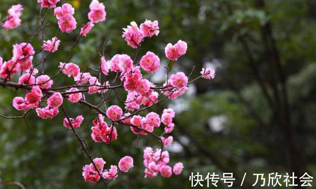 咏梅诗#清朝诗人林古度这首咏梅诗,开篇就是名句,结尾更是写出了新意!