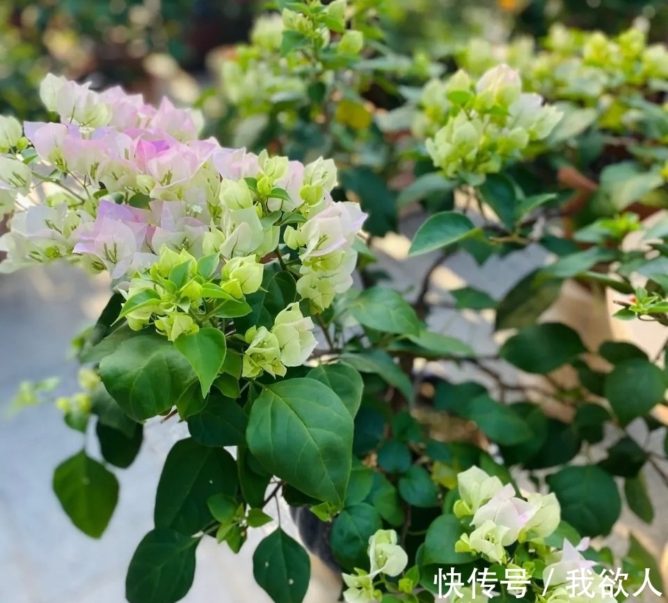 三角梅未开花，入春不妨“虐”着养，“撒欢长”清新怡人小半年