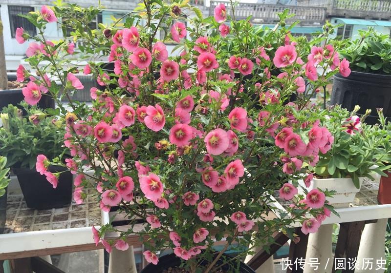 4种花越看越喜欢,比切花玫瑰还美,开花勤快