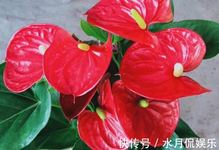 花人|懂花人都养“3种花”，长势喜人，旺宅旺事业，打理简单，寓意好