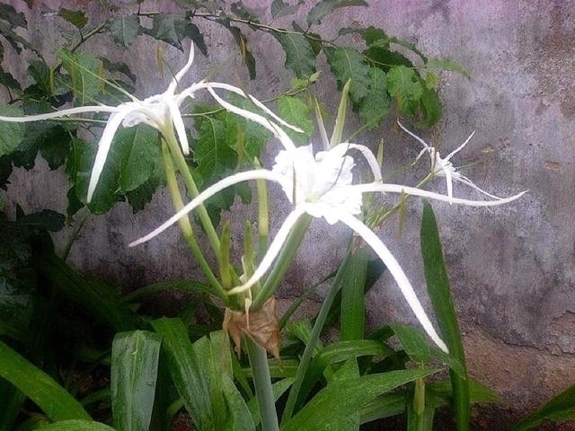 家里养上这五种花,“旺人”又旺财,开花300天,越养身体越好