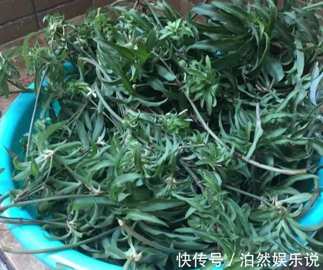 爆盆|养花技巧10种吊兰，好扦插，易爆盆，掐一根一插就是一大盆！