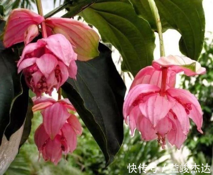 太阳花|4种漂亮网红花,家里养1盆,花期长花量大,一盆千百朵