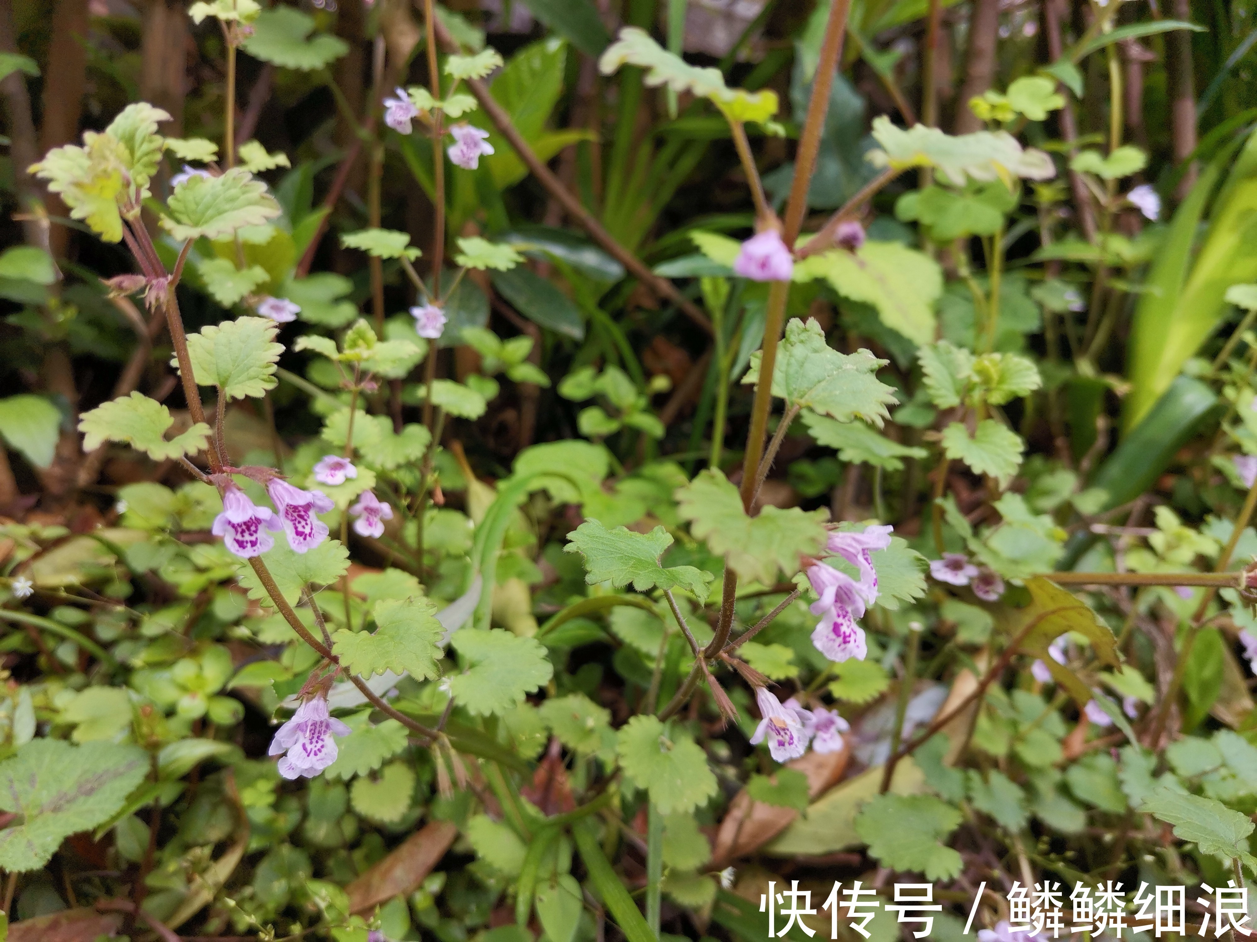 杂草|农村随处可见的“救命草”,农民当杂草除掉了,殊不知是养生良药