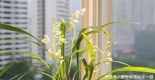 兰花有“三喜三怕”,顺着它养护,顺利春化,独苗绽放层叠群兰