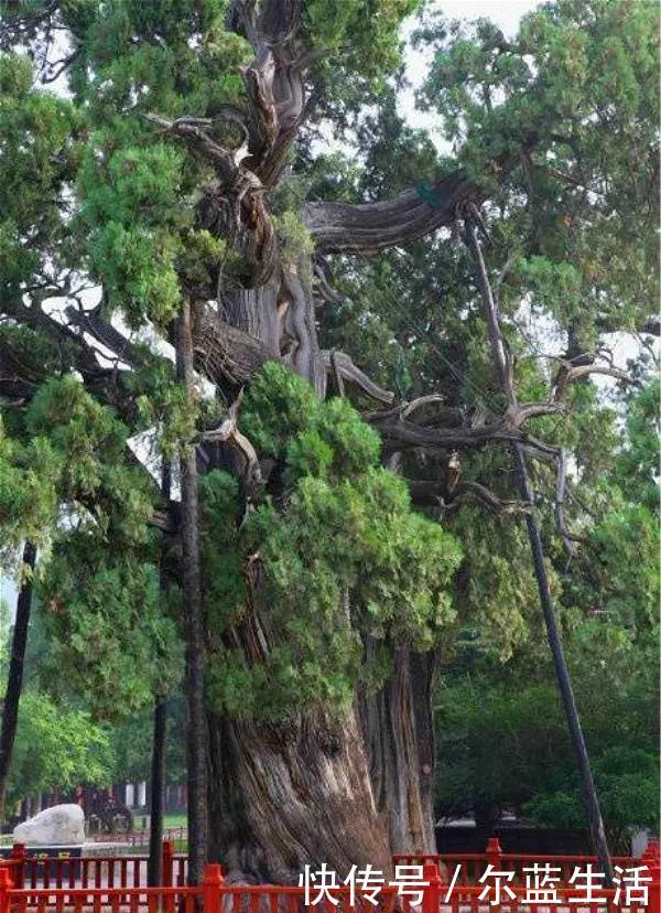 紫藤树|现在还存在的中国8大古树，历经千年不倒，最老一棵有4000多岁