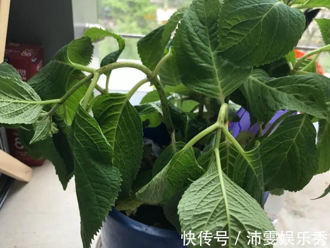 洋桔梗|6种花一天不浇水,叶子就耷拉,缺水3天就死翘!