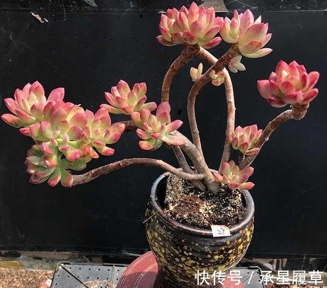 养不好5种多肉别灰心,不是技术问题,而是他们天生就爱徒长