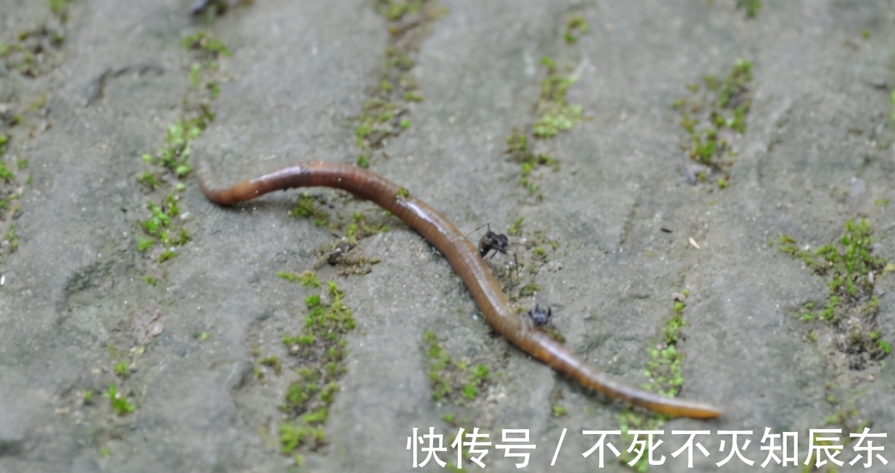 学会制作这3样养花肥,掌握正确用法,不花钱就能用上好肥料