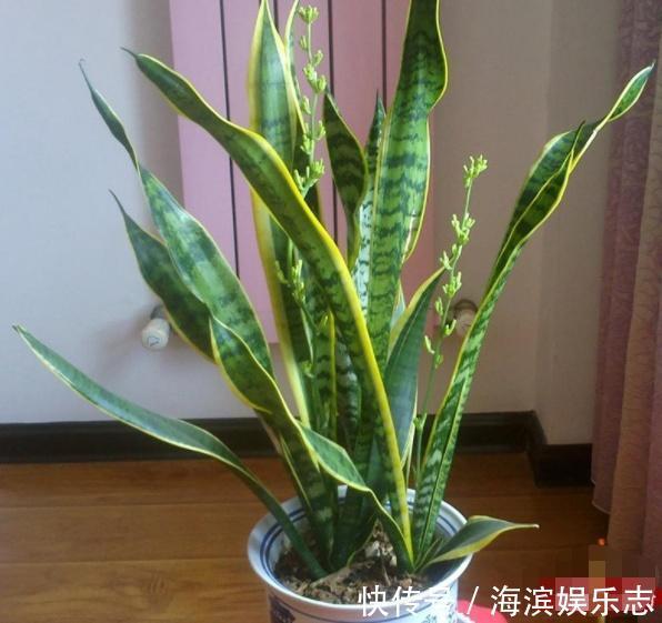 虎皮兰|不懂养花方法就养4种花,只管浇水,松松长到爆盆