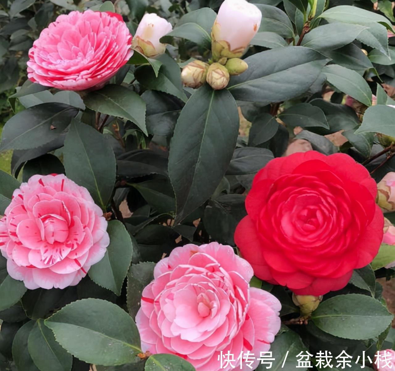 茶花|有钱人家的院子,爱养这4种花,高档有品味,富贵又典雅