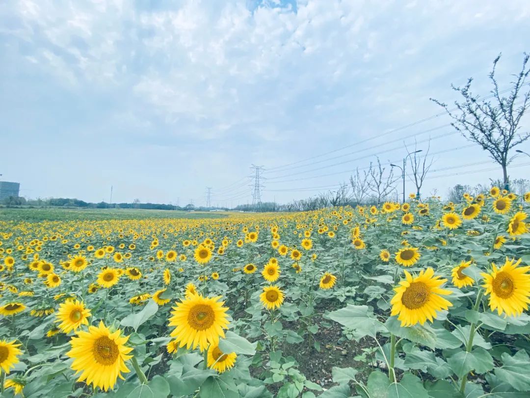 钱江经济开发区|太美了！余杭这片花海正值花期，免费开放！