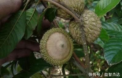 风流果|农村罕见的三种野果,小时候天天吃,你吃过几种?