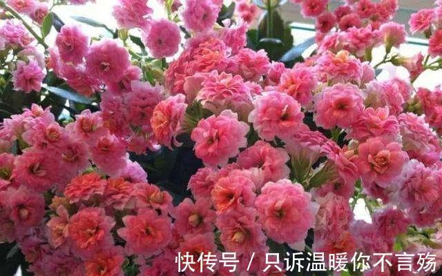 养不好长寿花,这里有室内最全的长寿花养护技巧,欢迎点进来学习