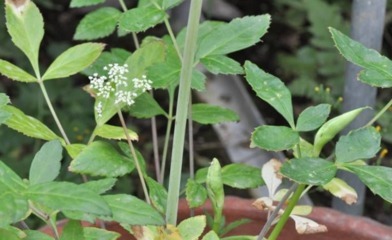 民间草药|一味芳香扑鼻的民间草药，全草都可入药！5大妙用，横扫5大病症！