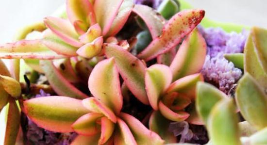 叶片|浇水十年功,综合因素谈多肉该怎样浇水