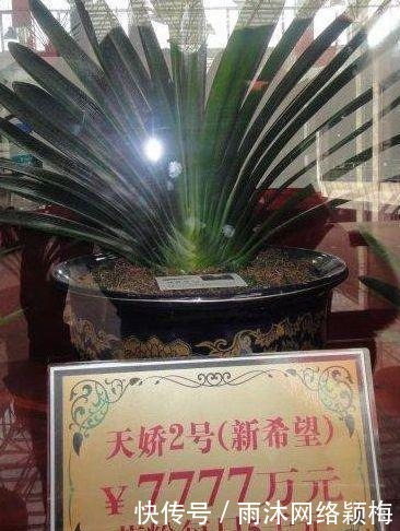 花粉|越“老”越值钱的“3种”植物,花粉都成“天价”,你家有养吗?