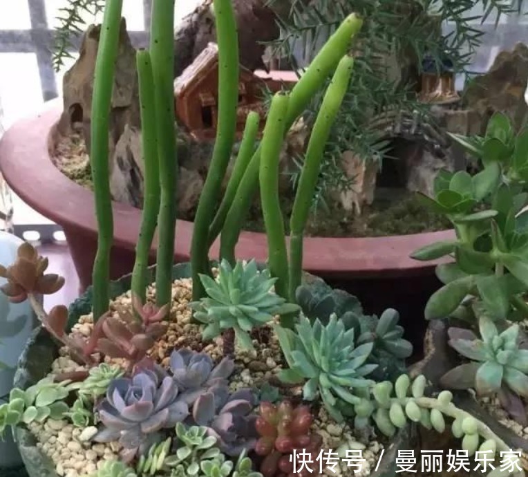 茶水|养花的五大误区，避免这五大错误，你养的花年年开爆阳台