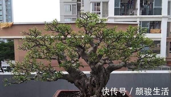 施肥|树桩盆景养护心得,造型、浇水、换盆这5点最关键