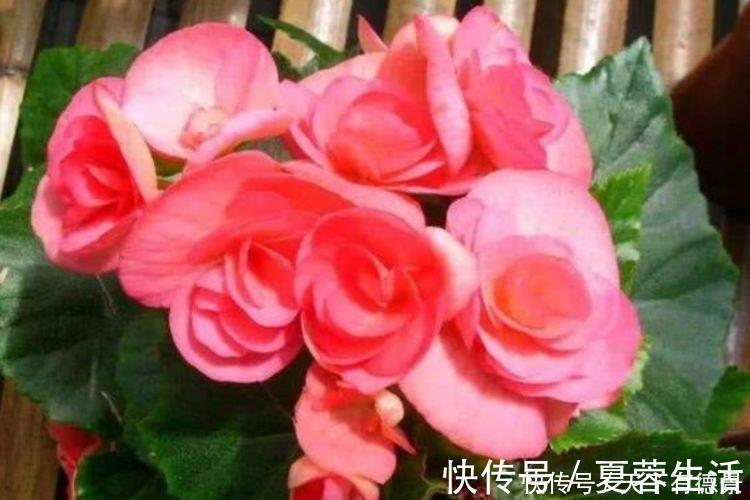 吉祥|家里要养4种花,开花吉祥又喜庆,比牡丹还美,年年开花美翻