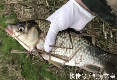 钓鱼|冬季是不是鱼竿越长钓得越多?记住这三点,学会冬季选择鱼竿长度