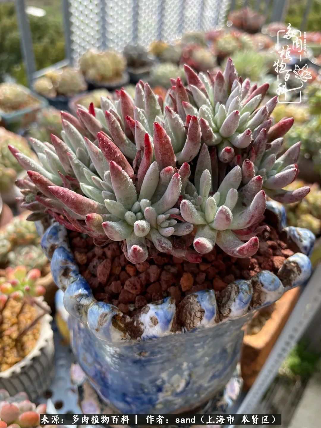 带着200多盆多肉，三个月搬两次家，是一种怎样的体验