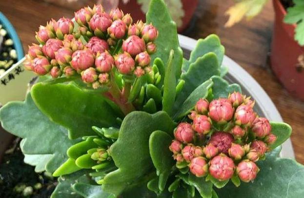 秋养长寿花、蟹爪兰，3方面打好基础，9、10月就能嗖嗖开花