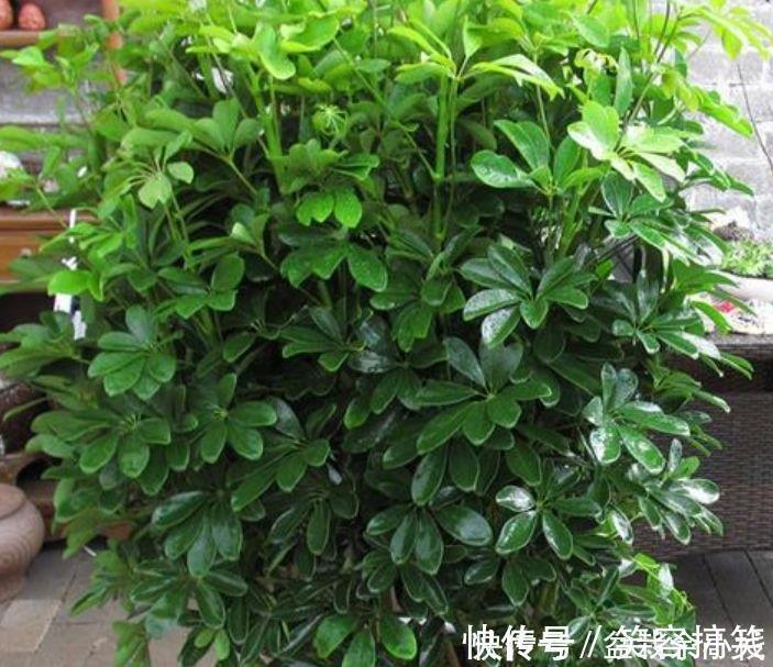 养花就养这几款，招财纳福，好运天天到，聪明人都在养