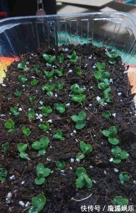 盆栽|这5种花叶子落地便生根,趁现在抓紧繁殖,一个月长成小盆栽