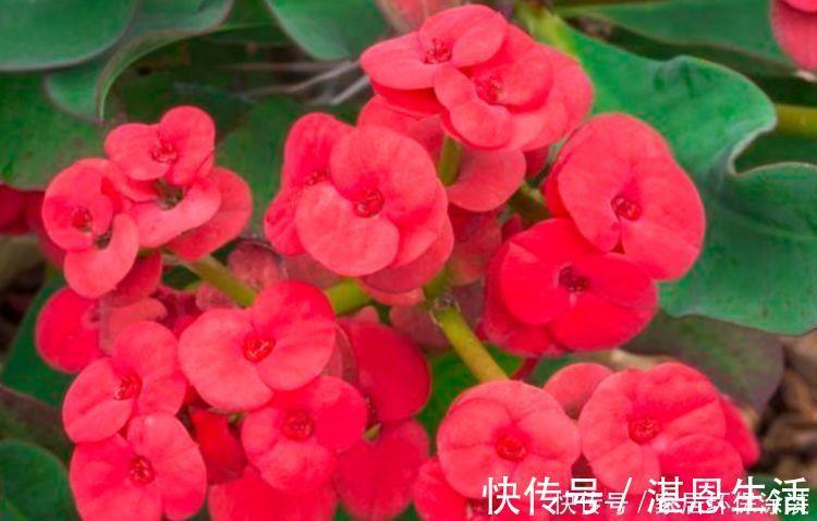 花色|懒人的最爱的5种花,沾土就活,一盆开花上百朵,超漂亮