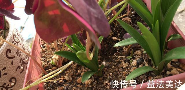 养花前一个小妙招，十年不生虫，叶子油亮翠绿，花朵蹭蹭冒